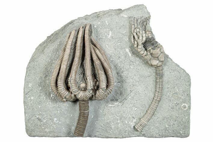 Fossil Crinoid Plate (Two Species) with Starfish - Indiana #273738
